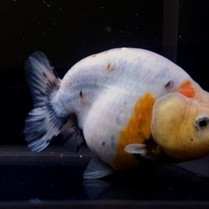 Ranchu Bulat Ikan Hias MasKoki Fancy Grade A - IMGF00072