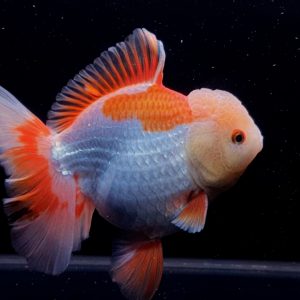 Oranda Long Tail RW Red White Goldfish Oranda Ikan Menggemaskan Maskoki OLT - IMGF00073