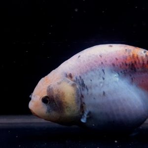 White Ranchu Black Dot Ikan Hias Maskoki Ranchu Cantik - IMGF00074