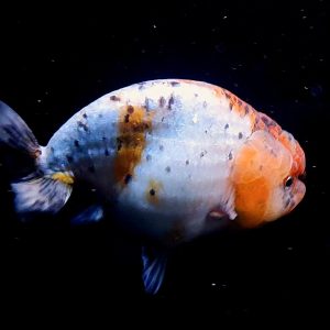 Ranchu Nice Color, Bulky Goldfish Grooming - IMGF00075