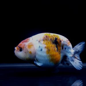 Ranchu Calico Ikan Mas Koki Lucu Gembul - IMGF00076
