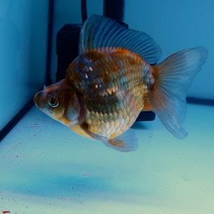 Ryukin Super Grade Fancy B Ikan Maskoki Goldfish Ryukin Cantik - IMGF00077