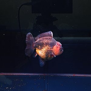 Oranda Fancy Rapi Grade A OST Ikan Mas Koki Oranda Short Tail Black Gold Rare Color - IMGF00078