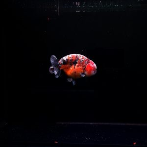 Ranchu Rapi Grade A - IMGF00081