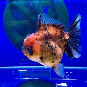 Oranda Tiger Long Tail OLT Show Quality Oranda SQ Tigres Bulet - IMGF00088