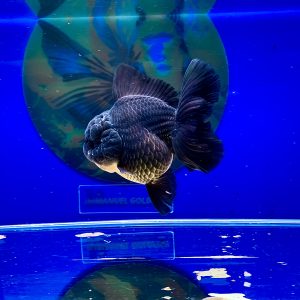 Oranda Short Tail Show Class Black OST SQ Quality - IMGF00089