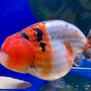 Ranchu Rapi Quality Goldfish Calico Ranchu Ikan Rapi  - IMGF00090