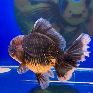 Oranda Long Tail Long Body Bahan Jumbo Suju Ikan SQ - IMGF00091