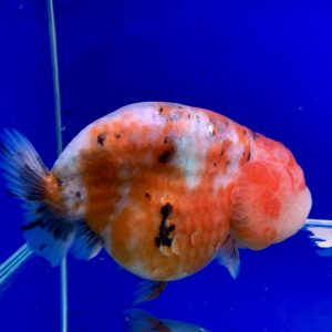 Ikan Menggemaskan Ranchu Calico Bulet Rapi Bahan Kontes Maskoki Ikan Lucu Fantastic Goldfish Color Bouncing Goldfish - IMGF00027
