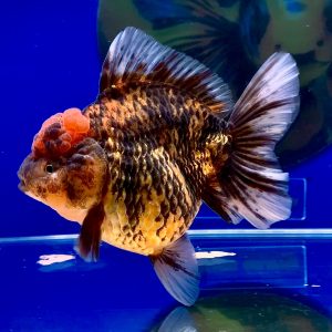 Ikan MasKoki Tiger Oranda Long Tail Ikan Cantik Ikan Lucu dan Menggemaskan Ikan Kontes Maskoki Goldfish Competition - IMGF00092