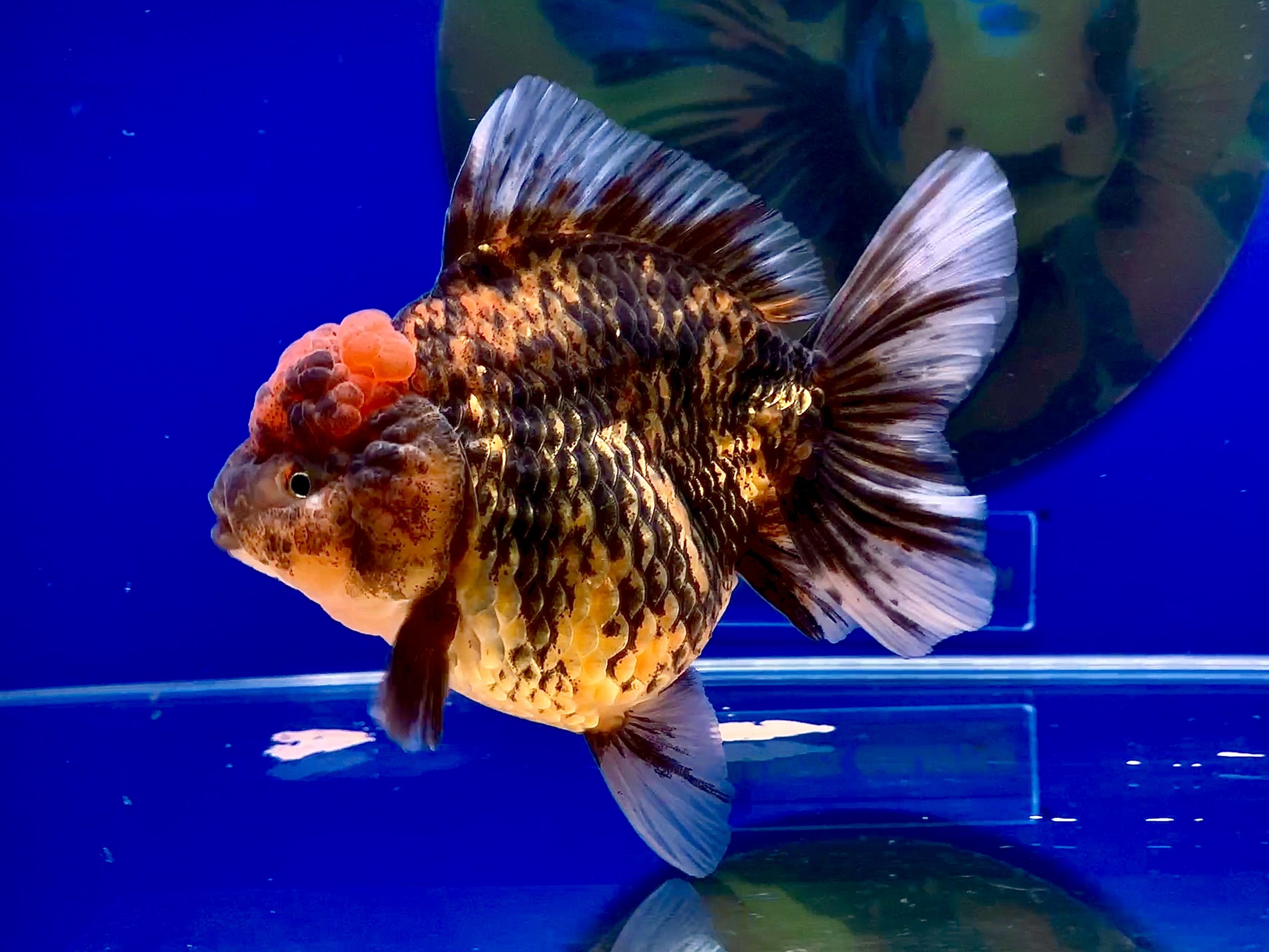 Oranda Long Tail