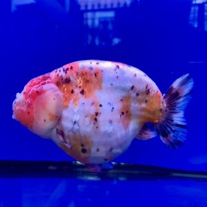 Winners Goldfish Ranchu Ikan Gembul Ikan Cantik Maskoki Ranchu Calico Goldfish Competition - IMGF00093