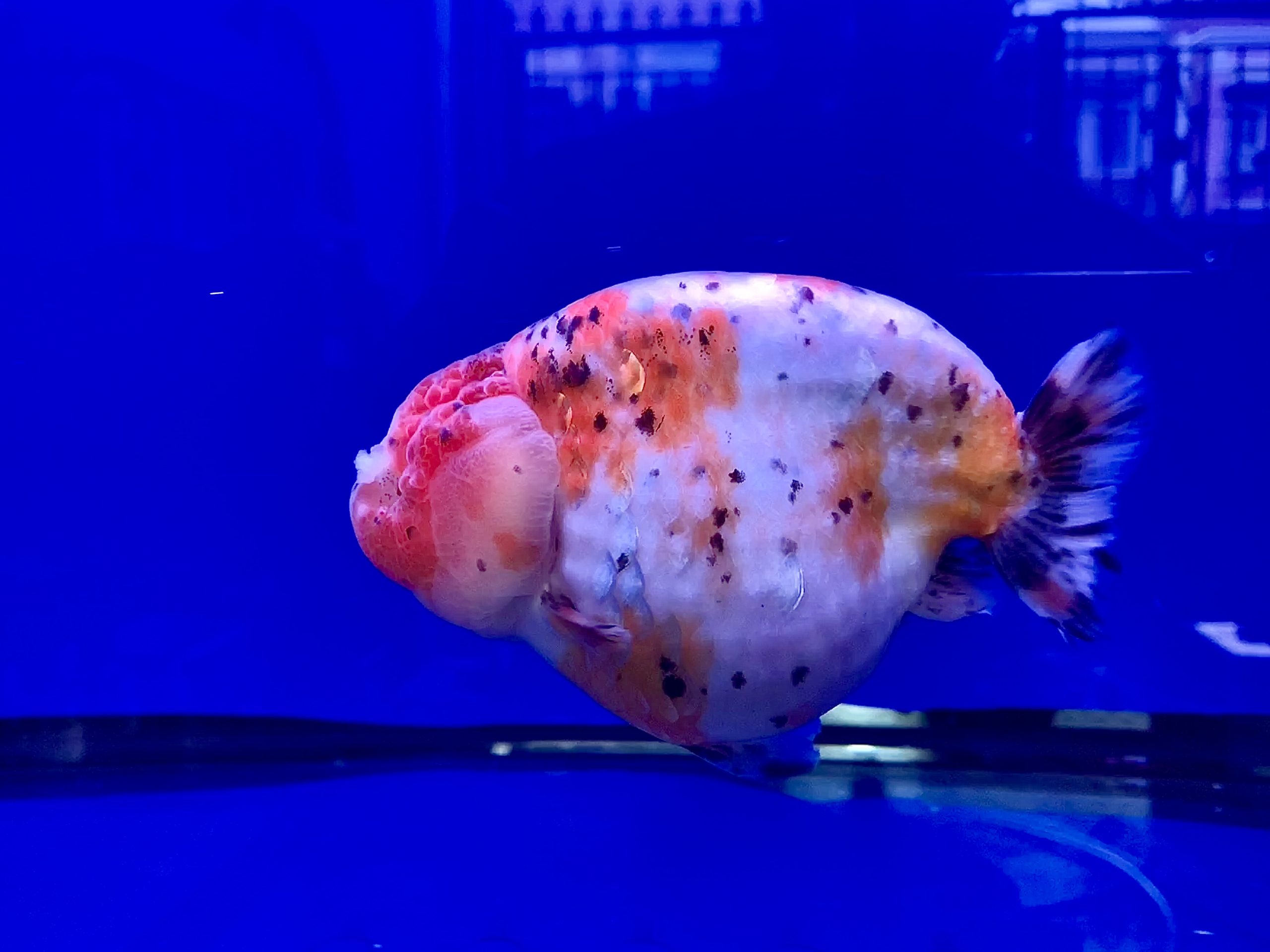 Ranchu B Calico
