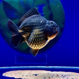 Super VVIP Premium Goldfish Bulky OST Show Quality Super High Class Ikan Maskoki Gemuk Kekar Ikan Rapi Maskoki Oranda Short Tail Black Fish  - IMGF00094