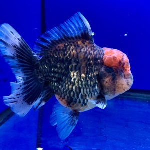 Long Tail Oranda Super Good Goldfish Long Body Maskoki OLT Tiger Super Fish Ikan Koki Cantik Unik Ikan Lucu Ikan Bahan Show Quality Goldfish - IMGF00095