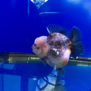 Super Duper Gembul Fat Goldfish OLT Ornamental Fish Adorable Ikan Maskoki Bulet Blue Base Ikan Koki Oranda Short Tail - IMGF00096