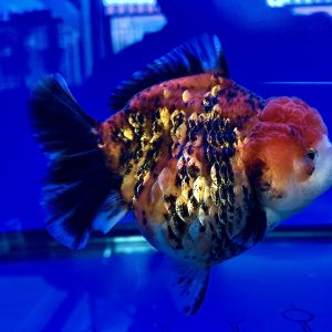 SQ OST Tiger Ikan Kontes Super Cantik Ikan Maskoki Super High Quality Goldfish Oranda Short Tail   - IMGF00097
