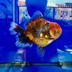 Long Body Oranda Long Tail Ikan Panjang, Ikan Maskoki Besar Big Goldfish Super High Show Contest Candidate OLT Class - IMGF00098