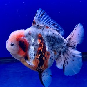 Most Beautiful Wanted Goldfish Oranda Cantik Beauty Tail Ikan Maskoki Oranda OLT - IMGF00099