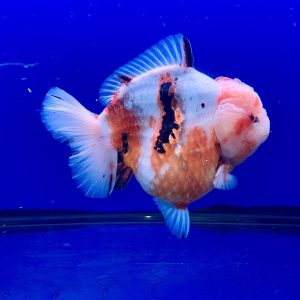 Premium Goldfish OST High Super Quality Goldfish Show Class Oranda Short Tail Gembul Bulky Adorable Fish - IMGF00100