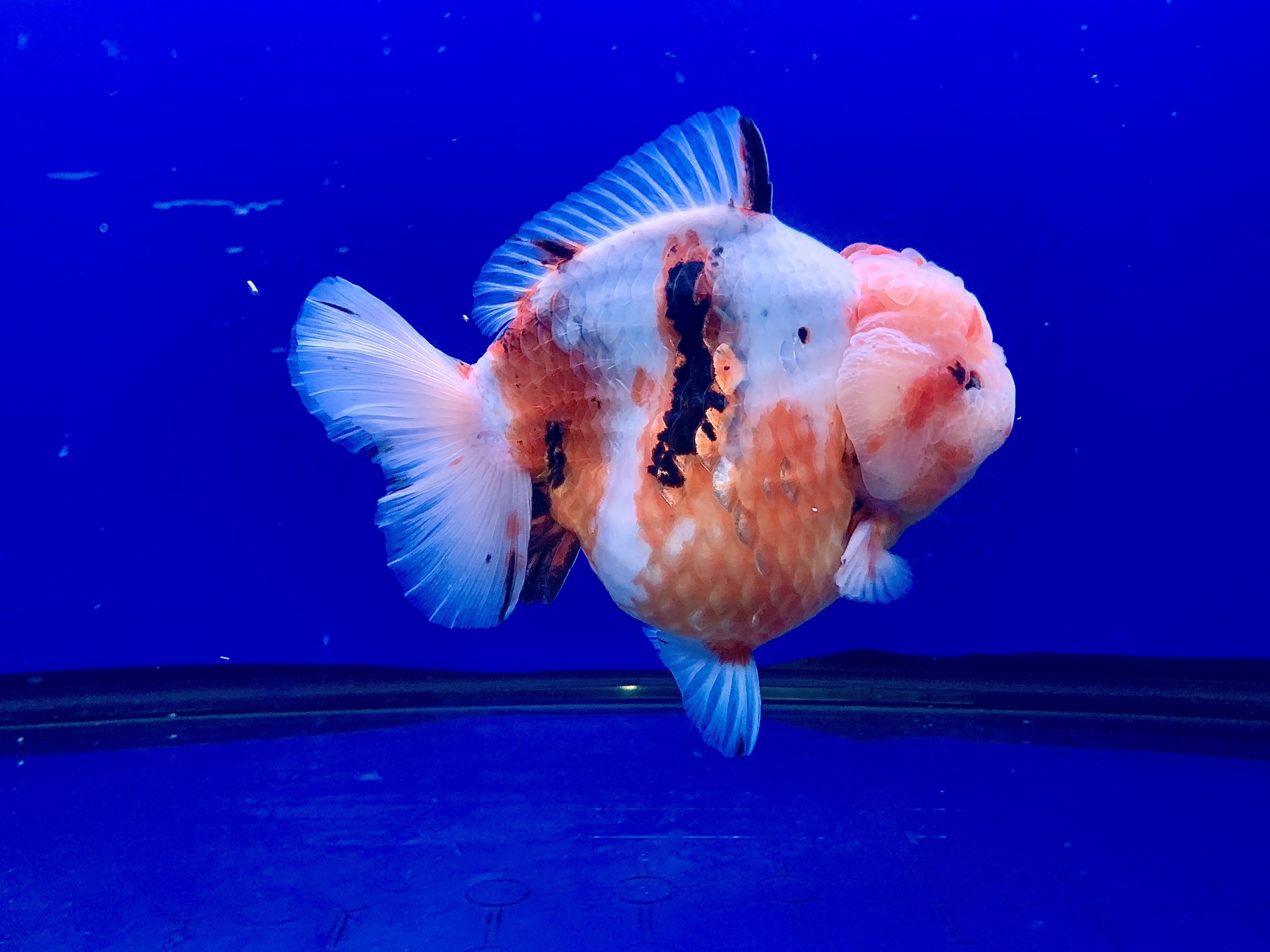 Oranda Short Tail