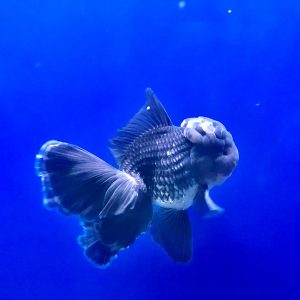 Oranda Ekor Cantik Oranda Long Tail Kirin Platinum Color Ikan Hias Maskoki OLT - IMGF00101