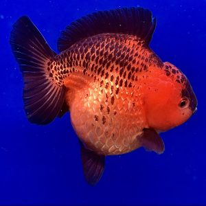Oranda Black Gold Fish Ikan Maskoki OST - IMGF00104