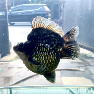 Ryukin Kekar Bulky Fish Ikan Maskoki Ryukin Short Tail - IMGF00105