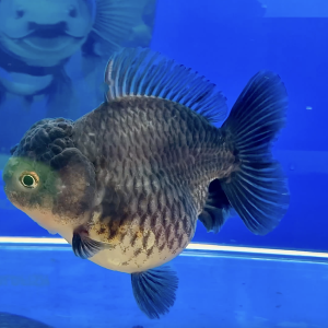 Oranda Ekor Pendek Gemuk Fancy Rapi Ikan Maskoki OST - IMGF00106