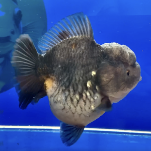 Ikan Gemoy Blue Base Oranda Short Tail - IMGF00107