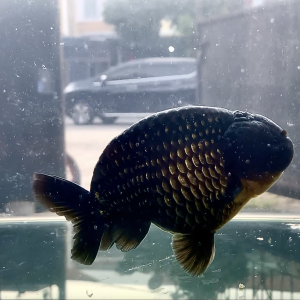 Ranchu Black Maskoki Ranchu Goldfish - IMGF00108